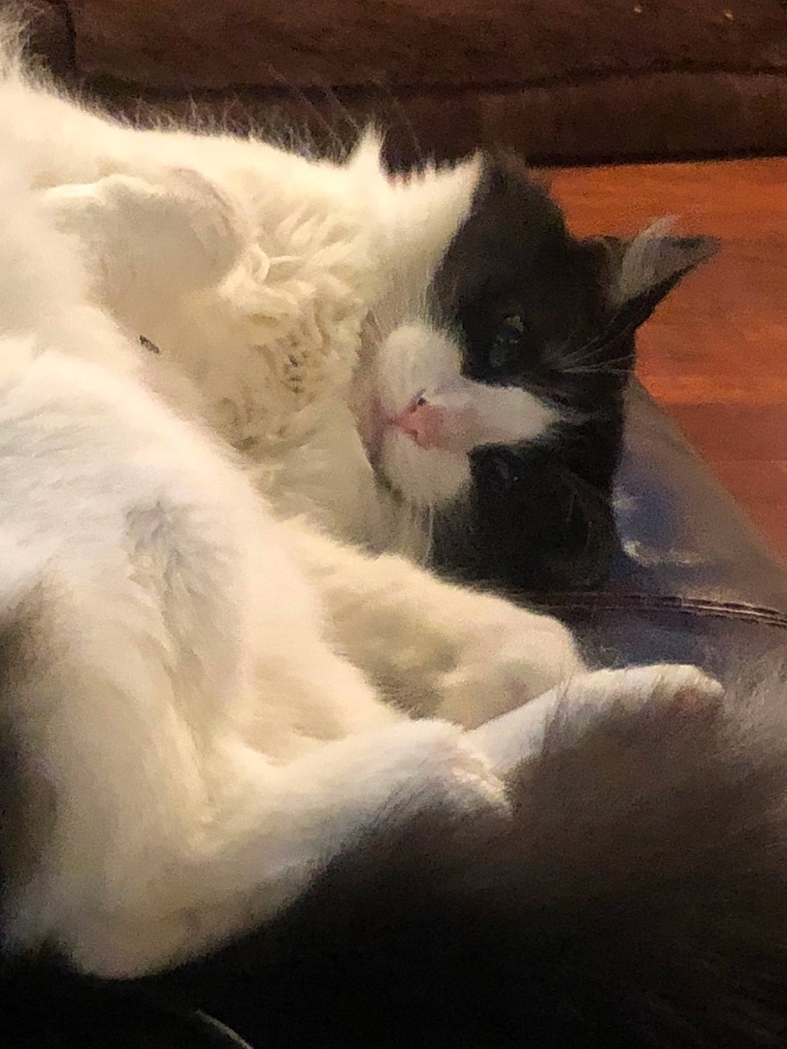 Jamba is registered to the contest to win money with this photo: black_and_white, british_semi_longhair, carnivore, cat, domestic_long_haired_cat, felidae, fur, kitten, mammal, norwegian_forest_cat, paw, persian, polydactyl_cat, ragamuffin, sky, small_to_medium_sized_cats, snout, tail, whiskers