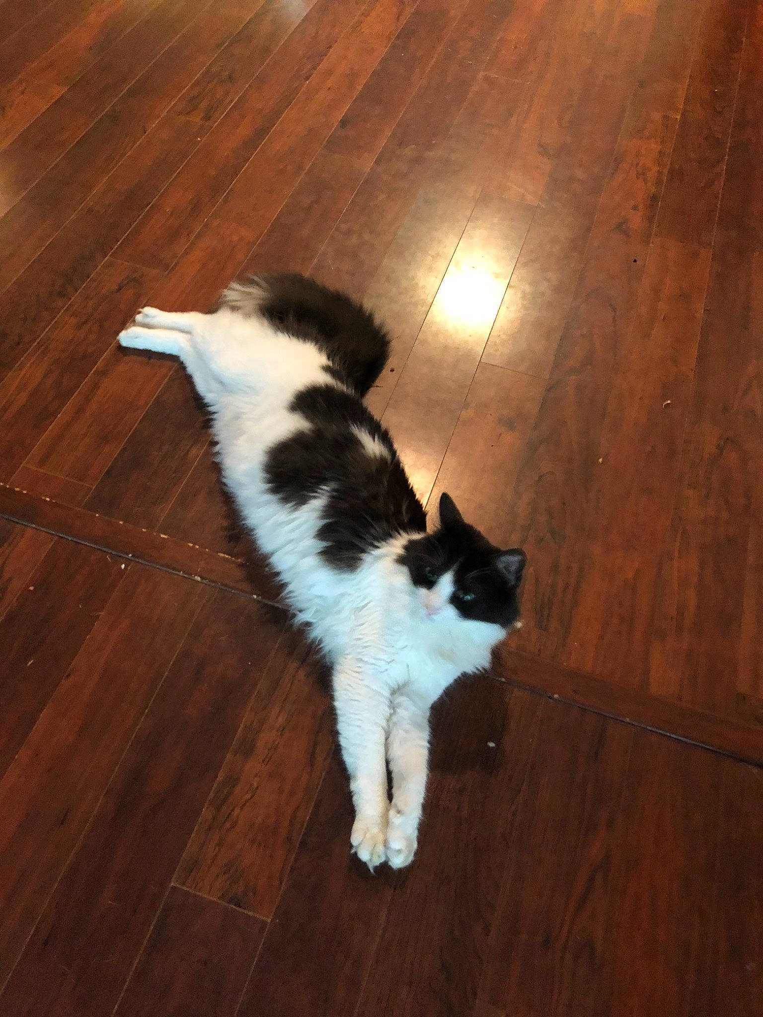 Jamba joined the competition — help win amazing prizes! carnivore, cat, felidae, floor, flooring, fur, hardwood, laminate_flooring, mammal, polydactyl_cat, small_to_medium_sized_cats, tail, whiskers, wood, wood_flooring