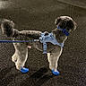Coco is registered to the contest to win money with this photo: accessories, animal, blue_booties, bow_tie, canine, cute, dog, fashion, fluffy, harness, leash, night, outdoor, pavement, pet, standing, street, urban, walking, wet_surface