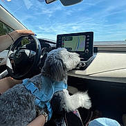 Coco joined the competition — help win amazing prizes! blue_harness, blue_sky, canine, car_interior, casual, comfort, dashboard, daytime, dog, gps_screen, leash, navigation, person_hand, pet, road_trip, seat, steering_wheel, technology, travel, window