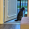 Coco is registered to the contest to win money with this photo: animal, balcony, blue_bowtie, calm, contemplative, dog, door, evening, fence, floor, home, house, indoor, outdoor, pet, quiet, seated, side_view, window_blinds, wood_floor