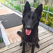 Sissou participe au concours pour gagner de l'argent avec cette photo : dog, black_dog, pet, animal, canine, tongue_out, ears_up, wooden_deck, fence, garden, plants, yellow_flowers, outdoor, sitting, friendly, happy, domestic_animal, looking_up, daytime, nature