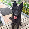 dog, black_dog, pet, animal, canine, tongue_out, ears_up, wooden_deck, fence, garden, plants, yellow_flowers, outdoor, sitting, friendly, happy, domestic_animal, looking_up, daytime, nature