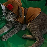 Ashes is registered to the contest to win money with this photo: cat, gray_tabby, costume, reindeer_outfit, red_pom_pom, jingle_bells, green_fabric, indoor, pet, animal, fur, whiskers, paws, tail, wooden_floor, clothing, cute, holiday, festive, relaxed