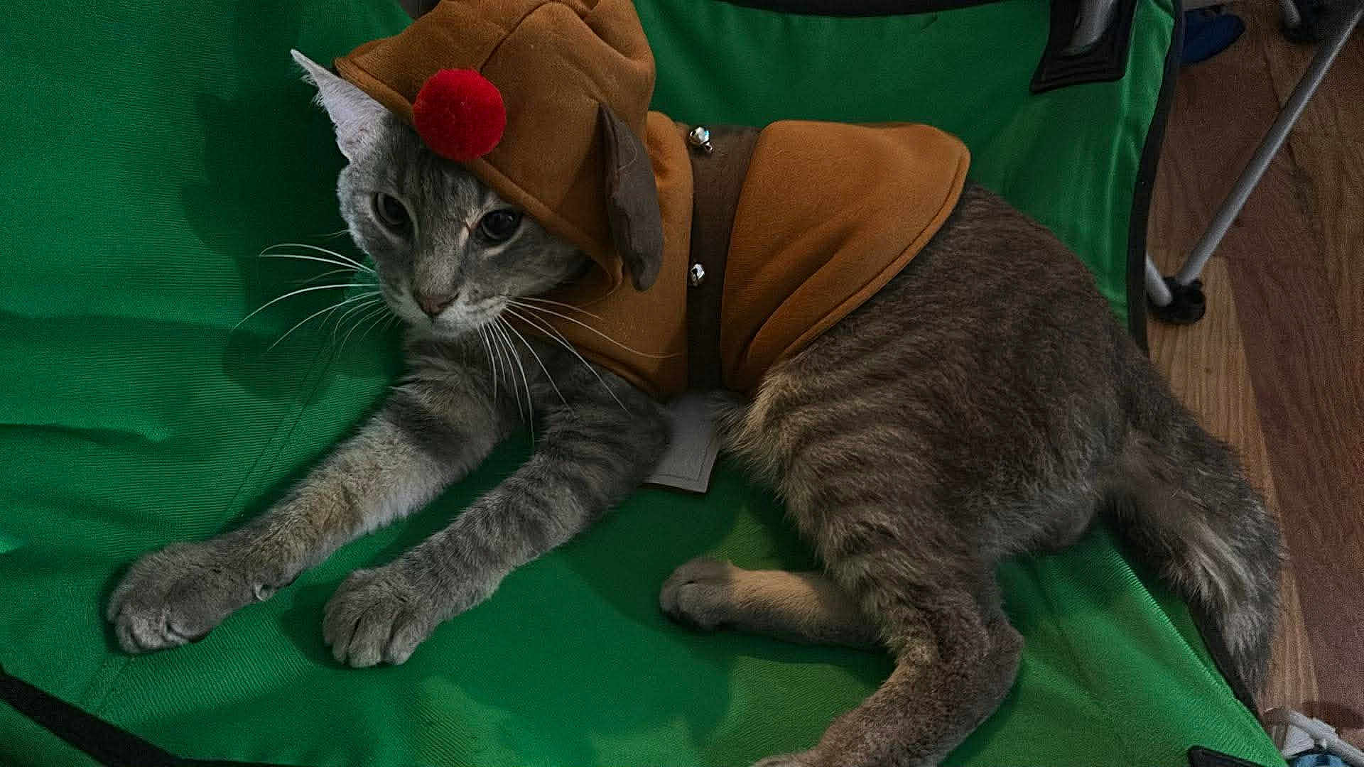 Ashes is registered to the contest to win money with this photo: cat, gray_tabby, costume, reindeer_outfit, red_pom_pom, jingle_bells, green_fabric, indoor, pet, animal, fur, whiskers, paws, tail, wooden_floor, clothing, cute, holiday, festive, relaxed