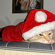 Louie joined the competition — help win amazing prizes! cat, orange_cat, santa_hat, santa_outfit, holiday, christmas, costume, pet, sleepy, couch, indoor, furniture, wall, framed_photo, family_photo, relaxed, animal, domestic_cat, resting, home