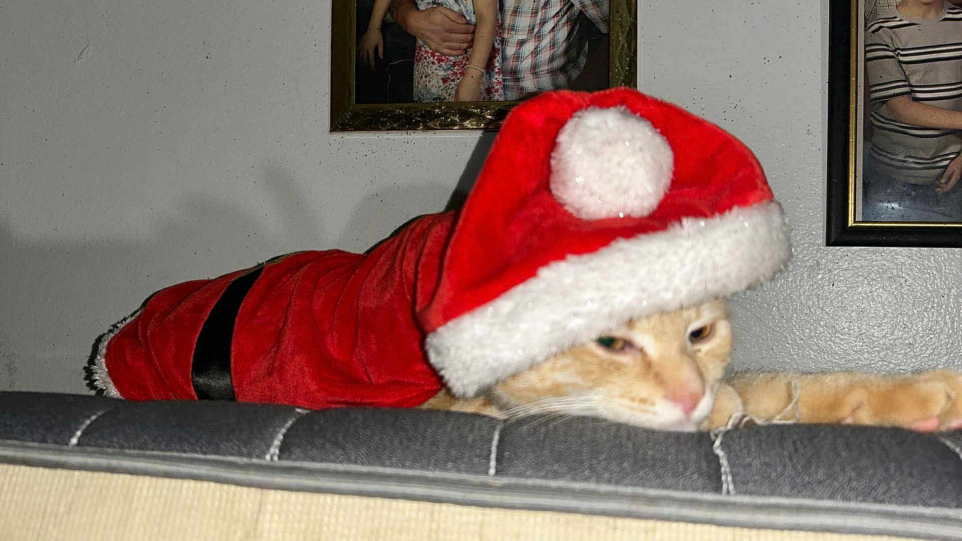 Louie joined the competition — help win amazing prizes! cat, orange_cat, santa_hat, santa_outfit, holiday, christmas, costume, pet, sleepy, couch, indoor, furniture, wall, framed_photo, family_photo, relaxed, animal, domestic_cat, resting, home