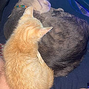 Ashes And Louie joined the competition — help win amazing prizes! cat, orange_cat, gray_cat, sleeping, curled_up, pets, animal, feline, fur, whiskers, collar, tattoo, human_arm, resting, close_up, indoors, cozy, companionship, friendship, relaxation