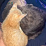 cat, orange_cat, gray_cat, sleeping, curled_up, pets, animal, feline, fur, whiskers, collar, tattoo, human_arm, resting, close_up, indoors, cozy, companionship, friendship, relaxation