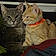 Ashes And Louie