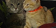 Ashes And Louie is registered to the contest to win money with this photo: cat, cats, gray_cat, orange_cat, collar, pets, feline, snuggling, cozy, indoor, leaf_pattern, blanket, couch, fur, whiskers, ears, relaxed, companion, animal, cute