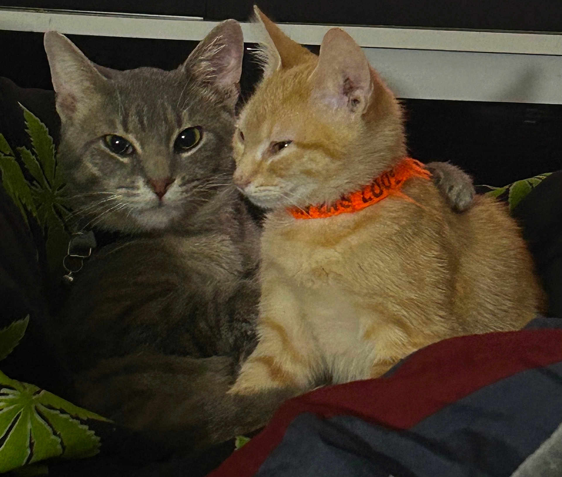 Ashes And Louie is registered to the contest to win money with this photo: cat, cats, gray_cat, orange_cat, collar, pets, feline, snuggling, cozy, indoor, leaf_pattern, blanket, couch, fur, whiskers, ears, relaxed, companion, animal, cute