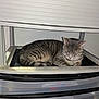 Ashes And Louie joined the competition — help win amazing prizes! cat, gray_tabby, sleeping, plastic_drawer, storage_unit, indoor, furniture, nap, cozy, pet, animal, resting, striped_fur, quiet, home, paw, whiskers, relaxing, fur, cute
