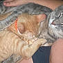 Ashes And Louie joined the competition — help win amazing prizes! cat, cats, sleeping, snuggling, gray_cat, orange_cat, pet, animal, feline, cuddle, cozy, cute, resting, domestic_cat, fur, whiskers, paw, human_arm, lap, relaxation