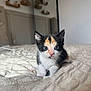 kitten, cat, calico, animal, pet, bed, blanket, indoor, fur, whiskers, cute, young, small, resting, curious, blue_eyes, cozy, soft_light, closeup, portrait