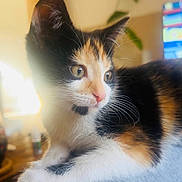 Juno joined the competition — help win amazing prizes! cat, calico, kitten, fur, whiskers, close_up, indoor, pet, animal, cute, curious, soft, relaxed, portrait, feline, young, domestic, mammal, warm_light, resting