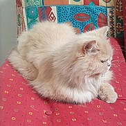 Maddy participe au concours pour gagner de l'argent avec cette photo : cat, fluffy, cream_colored, feline, pet, resting, cushion, red, patterned, tapestry, indoor, cozy, cute, animal, whiskers, ear, fur, relaxed, side_view, domestic