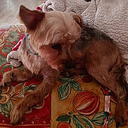 Pepito participe au concours pour gagner de l'argent avec cette photo : animal, blanket, bulldog, canine, chair, cockerspaniel, couch, cushion, dog, furniture, hardwood, homedecor, hound, linen, pet, poodle, puppy, quilt, terrier, wood