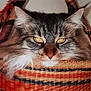 cat, basket, animal, pet, fur, yellow_eyes, closeup, woven, texture, indoor, face, whiskers, tabby, cute, feline, looking, resting, cozy, domestic, portrait