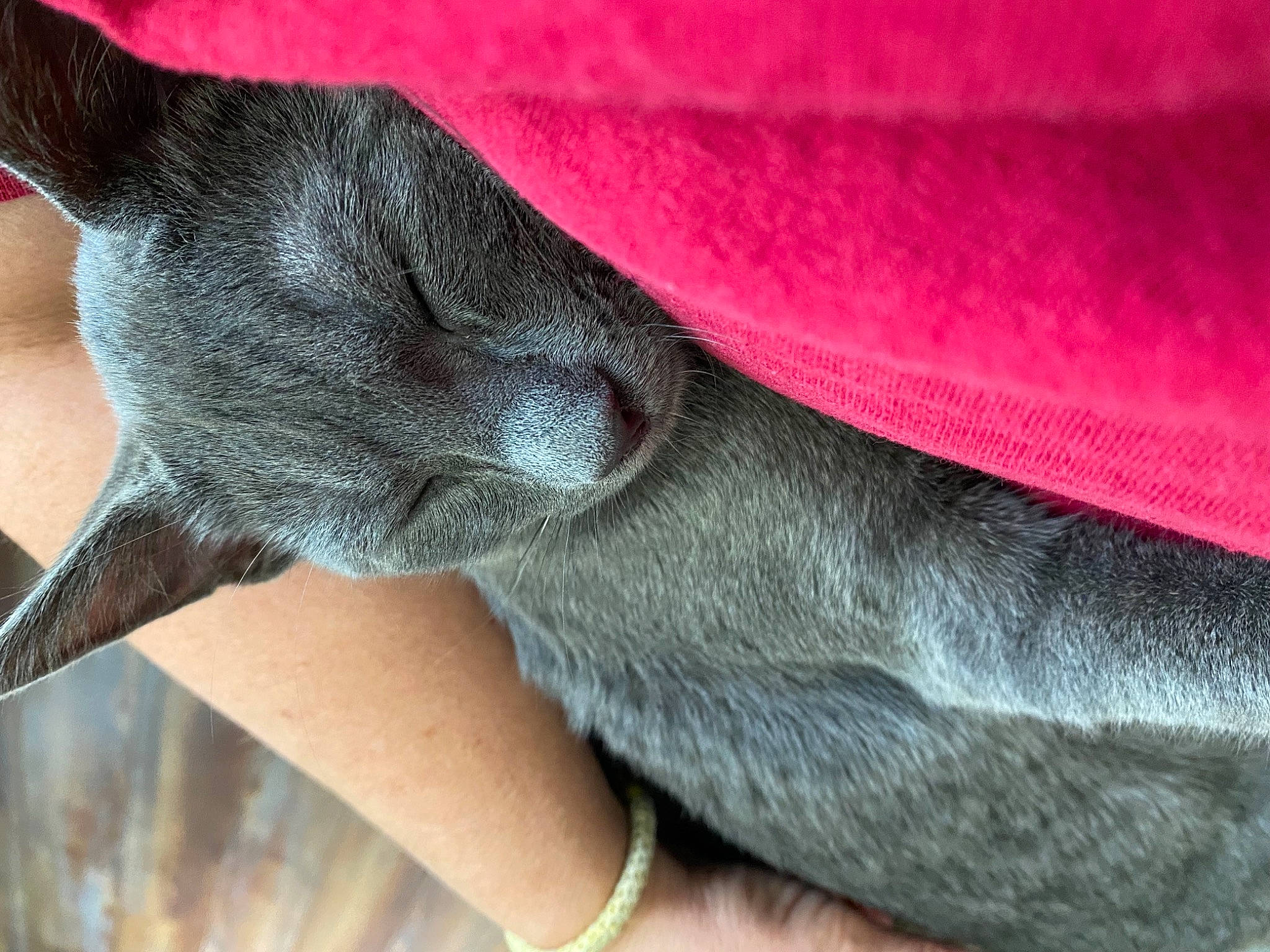 Winifred is registered to the contest to win money with this photo: bat, carmine, claw, comfort, dog_breed, electric_blue, fashion_accessory, fawn, felidae, foot, fur, grey, human_leg, magenta, nail, snout, terrestrial_animal, thigh, toe, whiskers