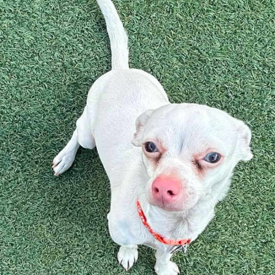 Bunita is registered to the contest to win money with this photo: animal, canine, close_up, collar, companion, curious, cute, dog, ears, fur, grass, green_background, looking_up, outdoor, pet, pink_nose, small_dog, standing, tail, white_dog