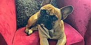 Scooby participe au concours pour gagner de l'argent avec cette photo : animal, armchair, companion, cozy, curious, cute, dog, domestic, french_bulldog, indoors, looking, pet, pet_portrait, pillow, red_chair, relaxed, sitting, soft_fabric, window, wooden_floor