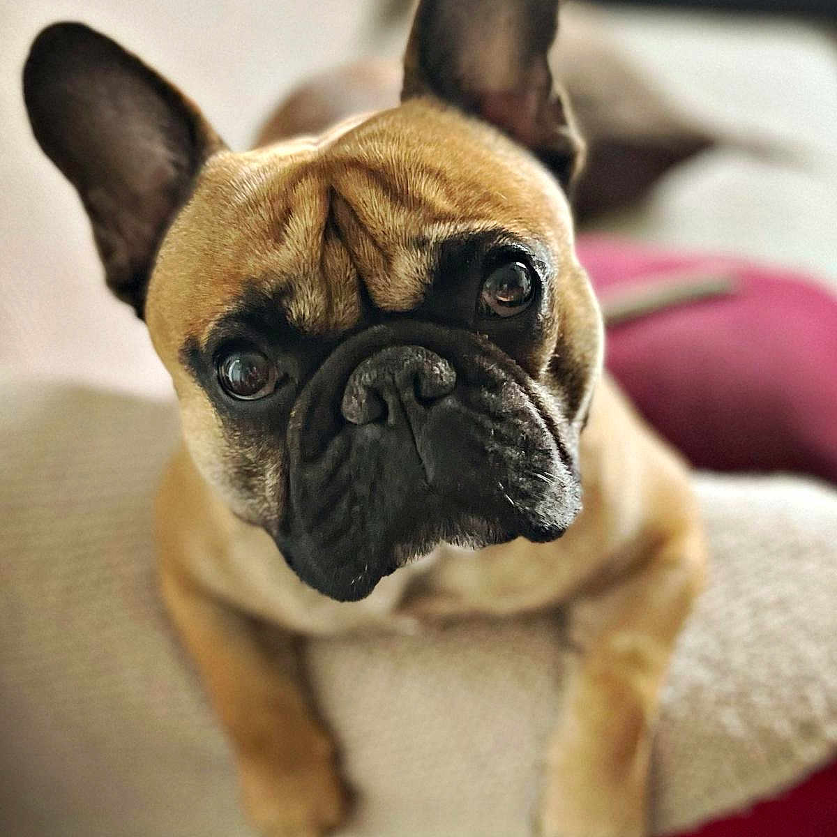 Scooby participe au concours pour gagner de l'argent avec cette photo : animal, brown, canine, close_up, couch, cute, dog, ears, eyes, face, french_bulldog, fur, indoor, looking, nose, pet, portrait, resting, soft_focus, wrinkles