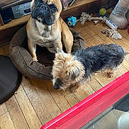 Scooby participe au concours pour gagner de l'argent avec cette photo : black, brown, companion, cozy, curious, dog, dog_bed, floor, french_bulldog, furniture, glass_table, household_items, indoor, pet_toys, pets, rope_toy, small_dog, tan, tennis_ball, wooden_floor