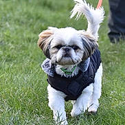 Shanelle a rejoint le concours — aidez-le/la à gagner de superbes lots ! animal, collar, companionship, cute, daytime, dog, fluffy, fur, grass, jacket, leash, mammal, nature, outdoor, park, pet, small_dog, tail, walking, walking_dog