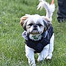 animal, collar, companionship, cute, daytime, dog, fluffy, fur, grass, jacket, leash, mammal, nature, outdoor, park, pet, small_dog, tail, walking, walking_dog