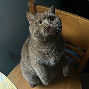 Toast is registered to the contest to win money with this photo: cat, gray_cat, wooden_chair, indoor, pet, whiskers, curious, amber_eyes, feline, fur, sitting, looking_up, cozy, plush, domestic_animal, animal, chair, table, soft_lighting, closeup