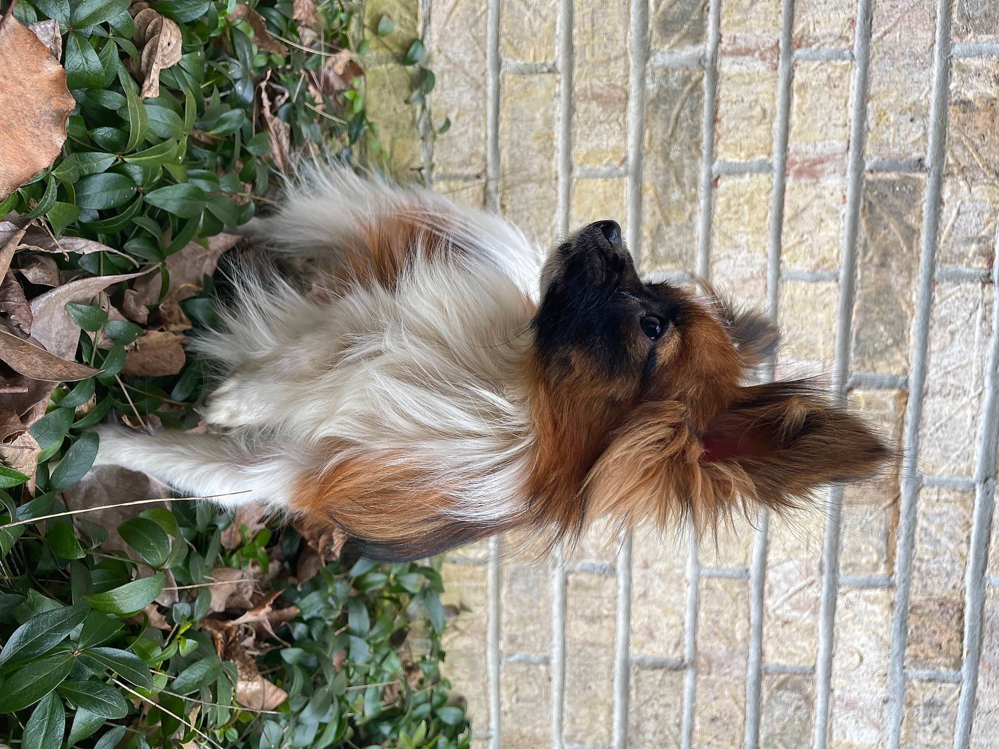 Ferris joined the competition — help win amazing prizes! canidae, carnivore, companion_dog, dog, dog_breed, fawn, felidae, fence, fur, grass, liver, pet_supply, plant, snout, sporting_group, tail, terrestrial_animal, whiskers, wood