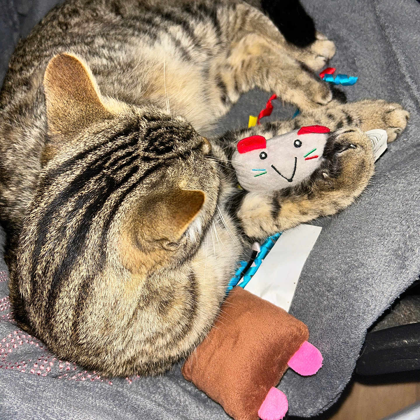 Snow participe au concours pour gagner de l'argent avec cette photo : animal, blanket, cat, comfort, cozy, cute, feline, fur, indoor, mouse_toy, paw, pet, playful, plush_toy, resting, sleeping, soft, striped, tabby_cat, toy