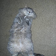 Tails is registered to the contest to win money with this photo: cat, fluffy, gray, carpet, sleeping, relaxed, pet, animal, feline, cute, domestic, whiskers, paws, fur, resting, indoors, cozy, mammal, sleep, content