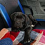 puppy, dog, black_dog, blanket, seat, vehicle, polaris, indoor, pet, cute, resting, fur, paw, nose, ears, window, car_interior, fabric, colorful, cozy