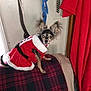 animal, black, canine, clothing, costume, curtain, cute, dog, ears, festive, fur, holiday, indoor, leash, pet, plaid_blanket, red, santa_outfit, small_dog, white