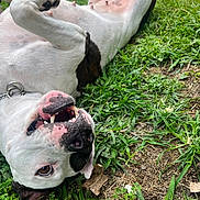 Charlotte joined the competition — help win amazing prizes! dog, grass, outdoor, playful, happy, pet, lying_down, canine, nature, smiling, white_fur, black_spots, snout, teeth, collar, tongue, sunlight, closeup, animal, relaxed