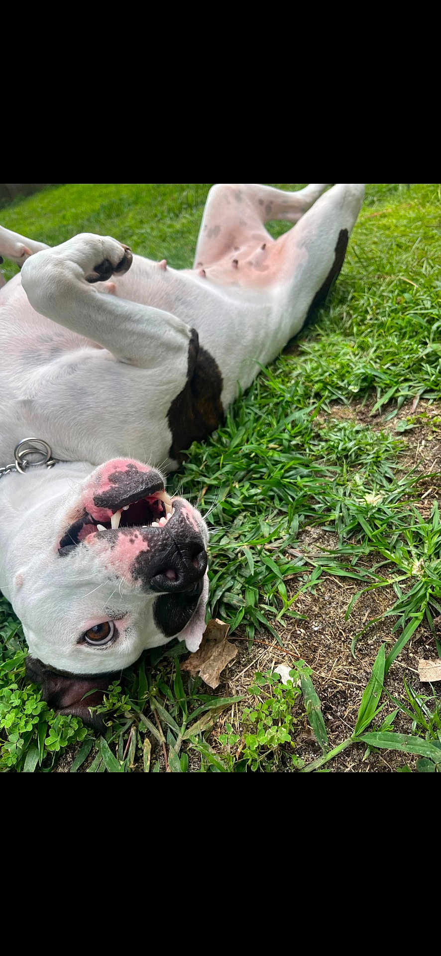 Charlotte joined the competition — help win amazing prizes! dog, grass, outdoor, playful, happy, pet, lying_down, canine, nature, smiling, white_fur, black_spots, snout, teeth, collar, tongue, sunlight, closeup, animal, relaxed