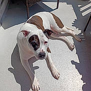 Charlotte Maria joined the competition — help win amazing prizes! dog, pet, animal, white_coat, brown_patches, laying_down, sunlight, shadow, patio, outdoor, relaxed, canine, fur, paw, floor, wicker_chair, daylight, companion, domestic_animal, resting