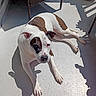 animal, brown_patches, canine, companion, daylight, dog, domestic_animal, floor, fur, laying_down, outdoor, patio, paw, pet, relaxed, resting, shadow, sunlight, white_coat, wicker_chair