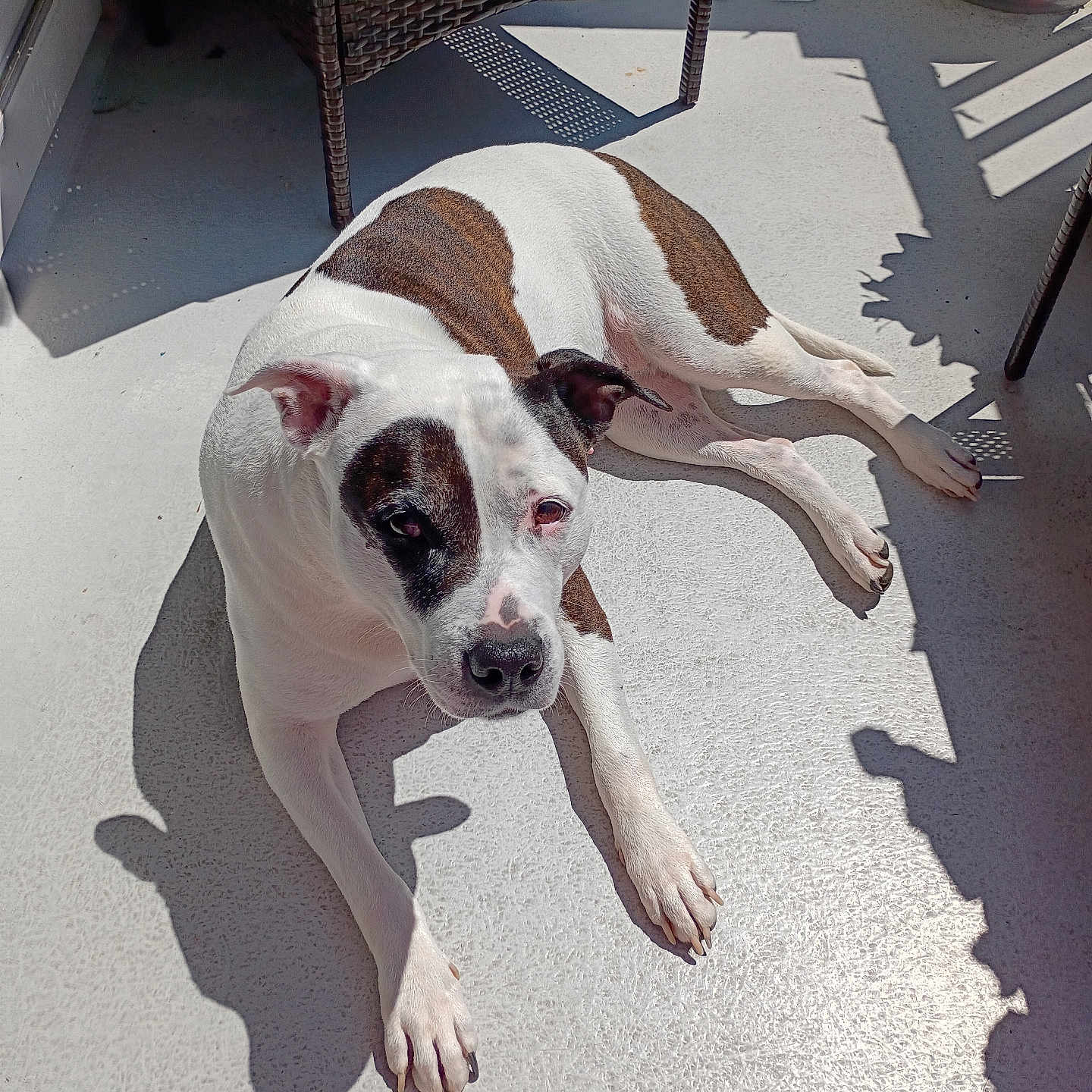 Charlotte Maria joined the competition — help win amazing prizes! dog, pet, animal, white_coat, brown_patches, laying_down, sunlight, shadow, patio, outdoor, relaxed, canine, fur, paw, floor, wicker_chair, daylight, companion, domestic_animal, resting