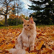 Aïka participe au concours pour gagner de l'argent avec cette photo : cat, fluffy, autumn, leaves, fall, outdoor, nature, tree, orange, brown, yellow, green, sky, pet, animal, sitting, fur, park, season, majestic