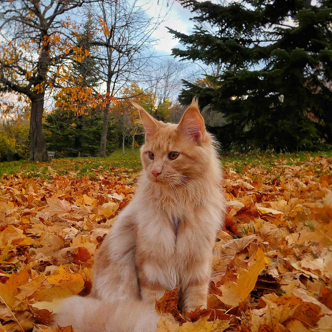 Aïka participe au concours pour gagner de l'argent avec cette photo : animal, autumn, brown, cat, fall, fluffy, fur, green, leaves, majestic, nature, orange, outdoor, park, pet, season, sitting, sky, tree, yellow