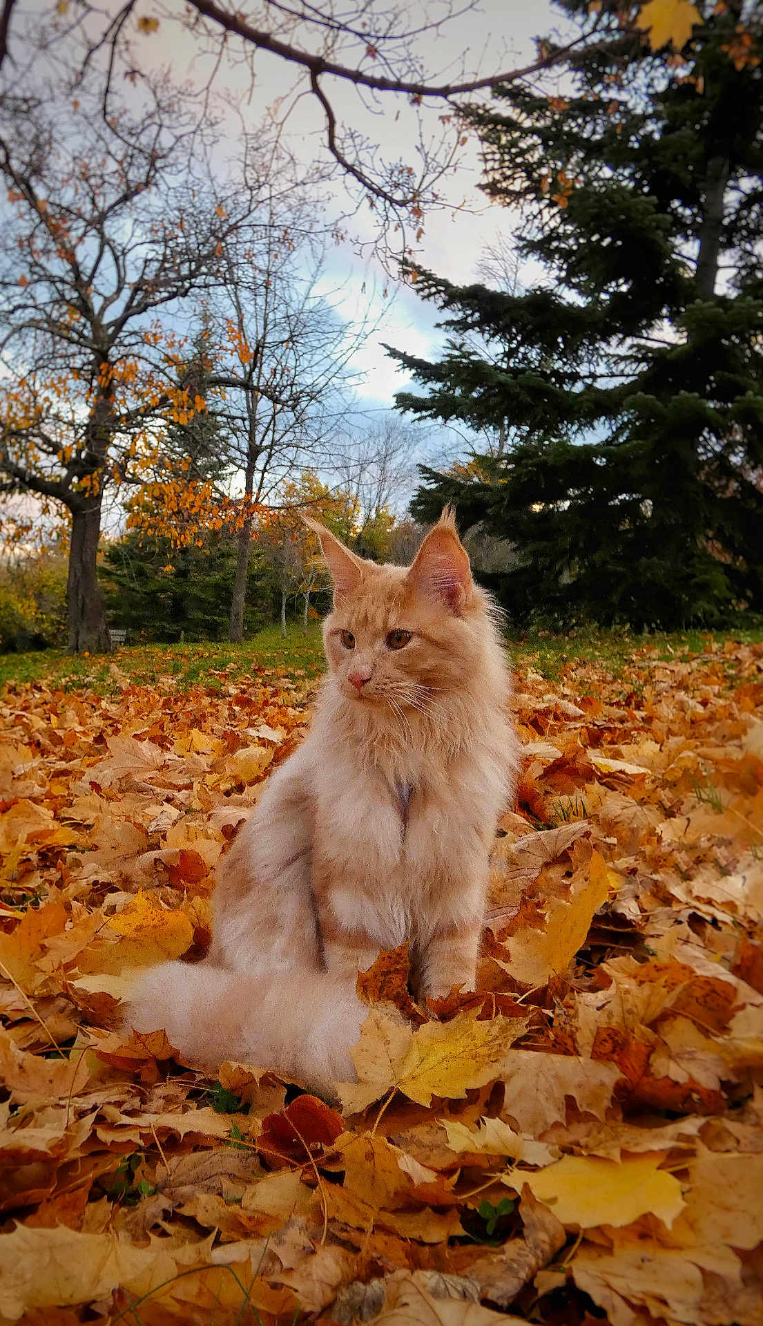 Aïka participe au concours pour gagner de l'argent avec cette photo : cat, fluffy, autumn, leaves, fall, outdoor, nature, tree, orange, brown, yellow, green, sky, pet, animal, sitting, fur, park, season, majestic