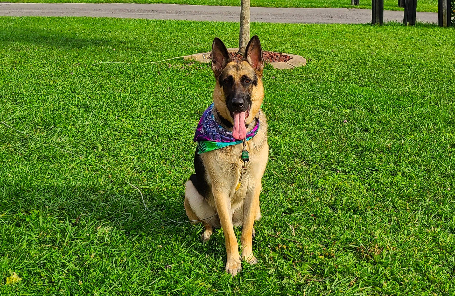 Kuno joined the competition — help win amazing prizes! canidae, carnivore, collar, companion_dog, dog, dog_breed, dog_collar, dog_supply, east_european_shepherd, fawn, german_shepherd_dog, grass, herding_dog, lawn, old_german_shepherd_dog, pet_supply, plant, snout, sporting_group, tail
