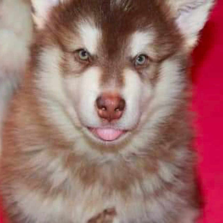 Orion participe au concours pour gagner de l'argent avec cette photo : animal, canine, dog, eskimodog, husky, pet, puppy, snout, wolf