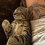 Câline a rejoint le concours — aidez-le/la à gagner de superbes lots ! kitten, cat, sleeping, tabby, fur, whiskers, paw, tattoo, arm, blanket, closeup, cozy, resting, nap, domestic_cat, pet, cute, feline, soft, relaxation