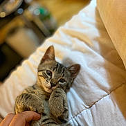 Câline participe au concours pour gagner de l'argent avec cette photo : cat, kitten, tabby, paw, hand, blanket, indoor, pet, cute, fur, striped, relaxed, cozy, playing, animal, young, comfort, closeup, soft, bed
