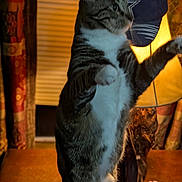 Rowdy is registered to the contest to win money with this photo: cat, tabby, standing, indoor, lamp, cap, wooden_table, curious, pet, feline, domestic_animal, cozy, warm_light, fur, whiskers, indoor_lighting, background, household, animal, portrait