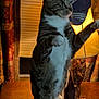 cat, tabby, standing, indoor, lamp, cap, wooden_table, curious, pet, feline, domestic_animal, cozy, warm_light, fur, whiskers, indoor_lighting, background, household, animal, portrait